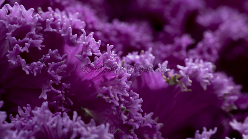 Similar – Image, Stock Photo precious lavender Lavender