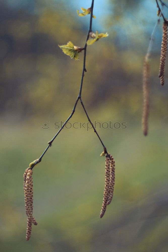 Similar – Image, Stock Photo Pinot Noir on Stock II