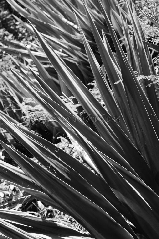 Similar – Natur Baum Sträucher Blüte