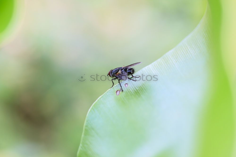 Similar – fly on reed leaf Spring