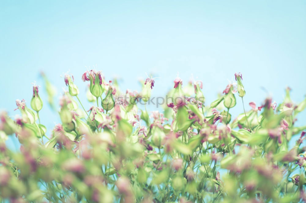 Similar – Green branch in spring sunlight