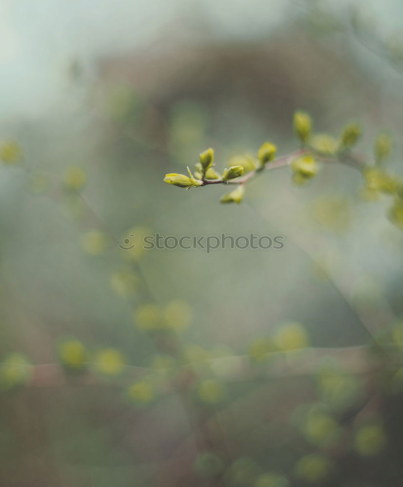 Similar – Image, Stock Photo summer meadow Lifestyle