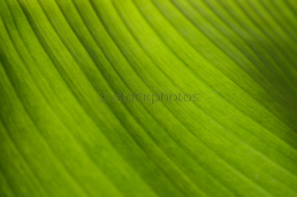 Similar – leaf structure Leaf Green