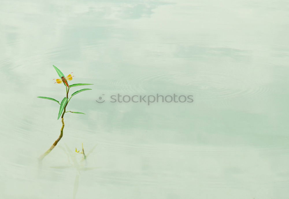 Similar – | | | | Lake Grass Stalk