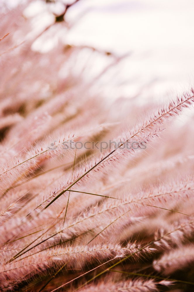 Similar – Image, Stock Photo The spun sun Nature Sun