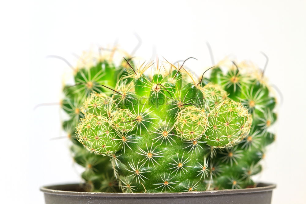 Similar – Image, Stock Photo cactus Cactus Plant