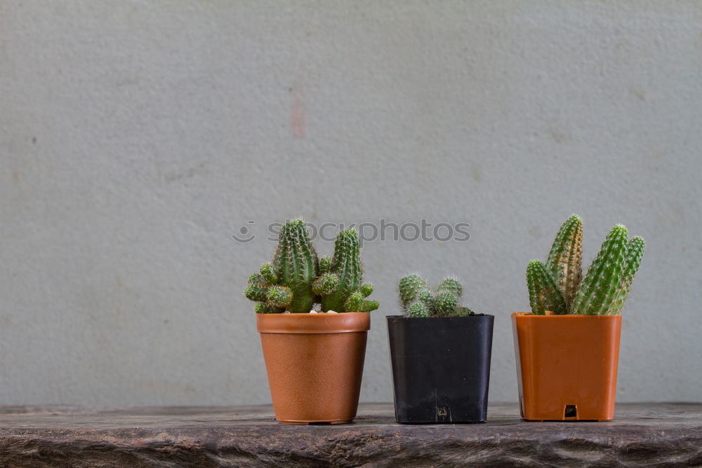 Similar – Image, Stock Photo flower and flower pot in the balcony