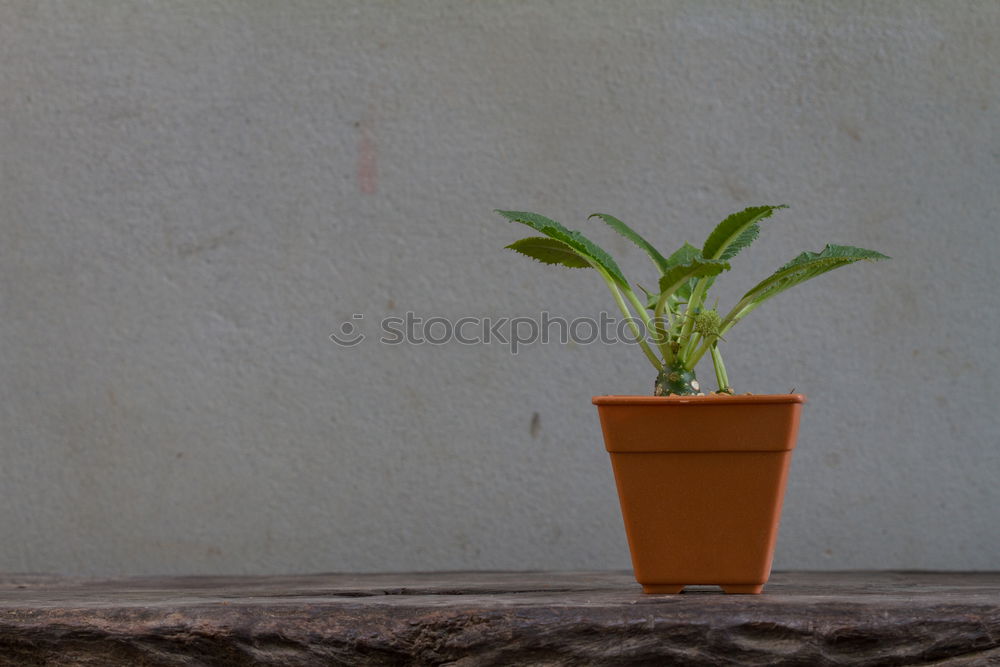 Similar – Herb rearing for self-sufficiency