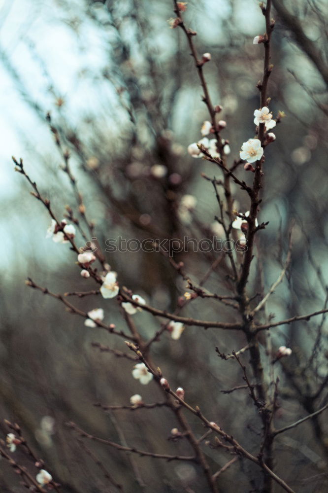 Similar – apple blossom Nature Plant