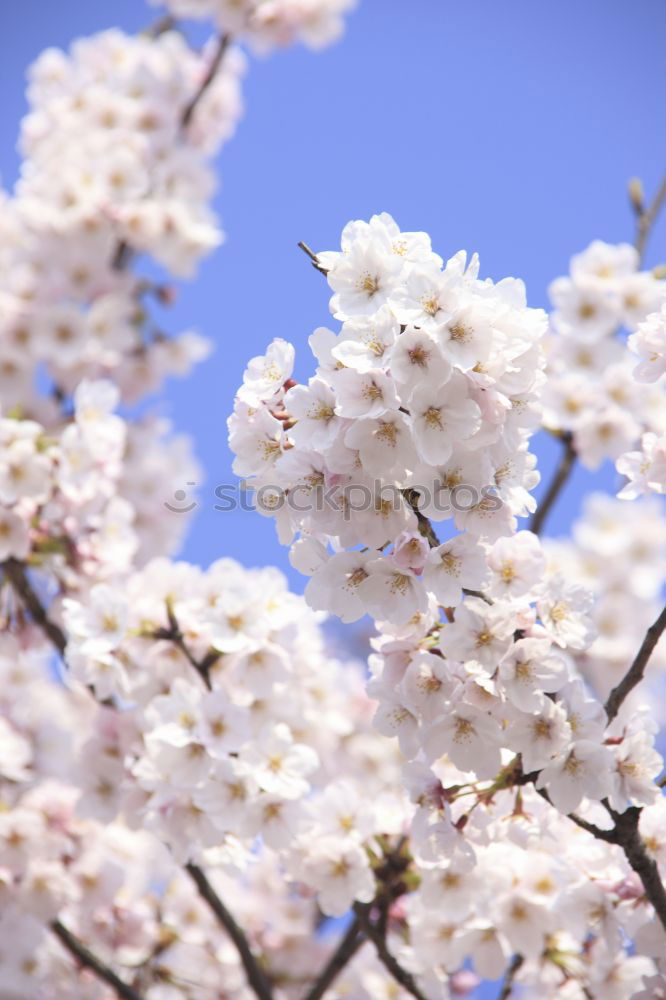 Similar – Image, Stock Photo magnolia tree Happy