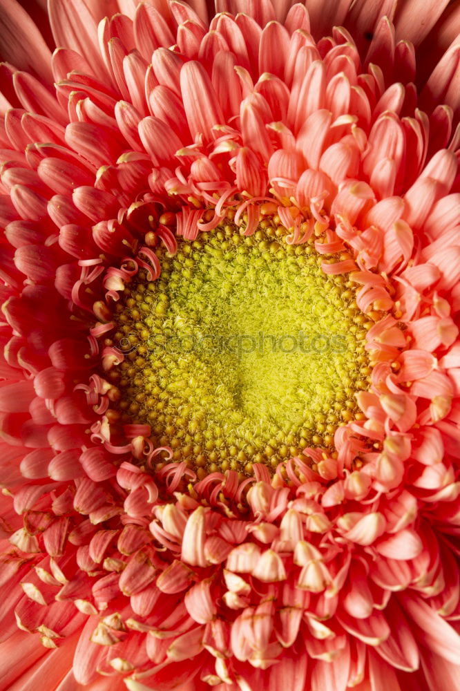 Similar – Image, Stock Photo s p i k y Flower Blossom