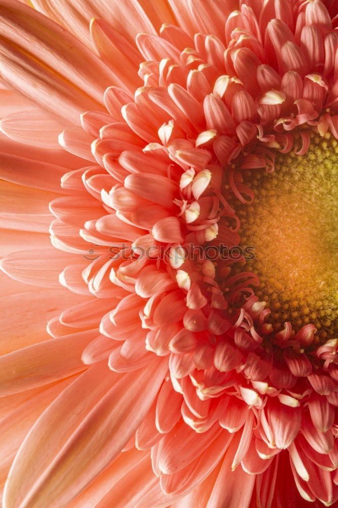 Similar – like the sun Gerbera