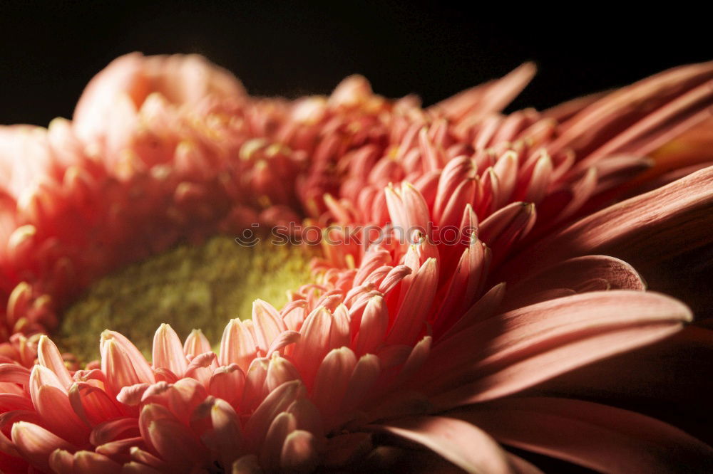 Similar – dægesege Frühling Blume