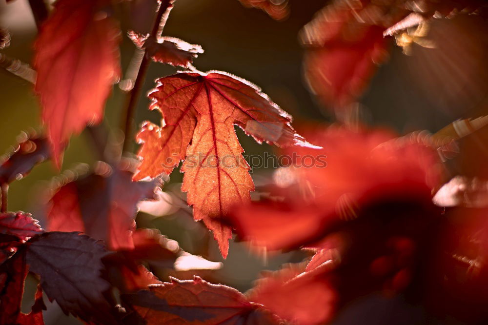 Image, Stock Photo spring festival