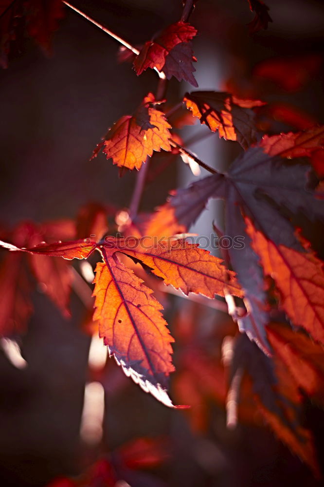 Similar – red tree leaves in summer in the nature