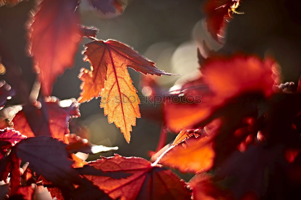 Similar – Image, Stock Photo 50 Shades of Red [2]