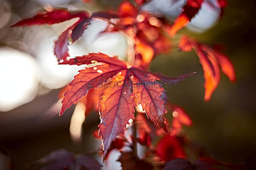 Similar – red tree leaves in the nature in summer