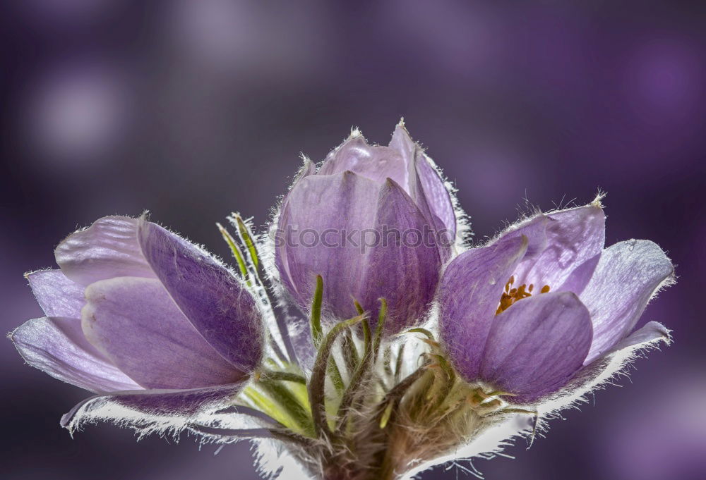 Similar – life Blossom Flower Violet