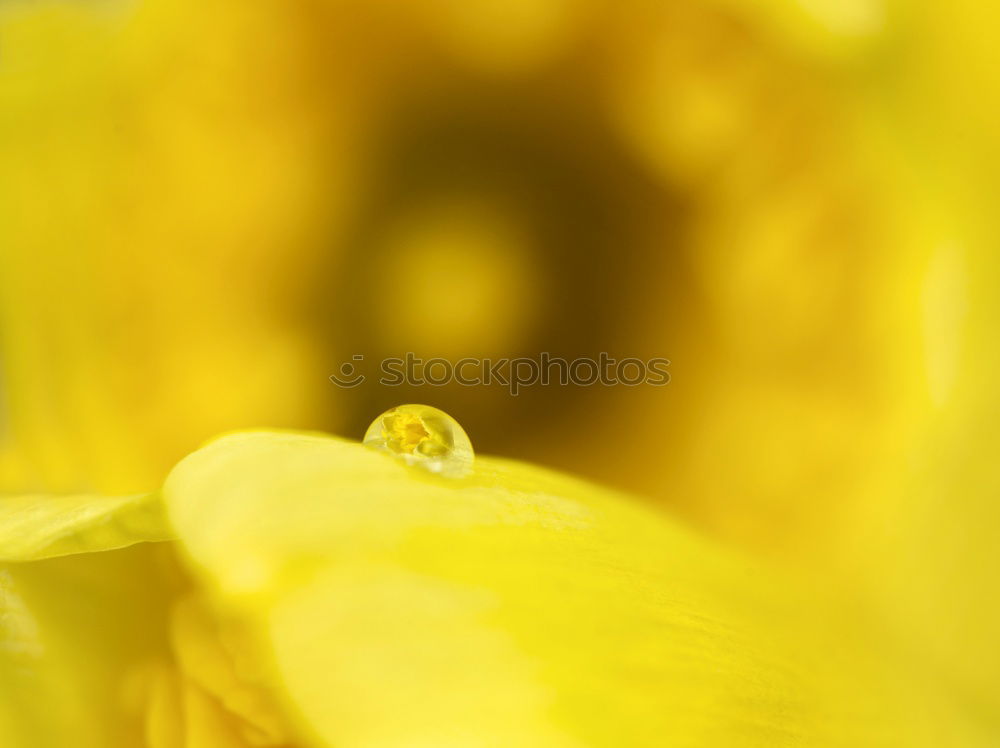 Similar – Close-up of a yellow flower