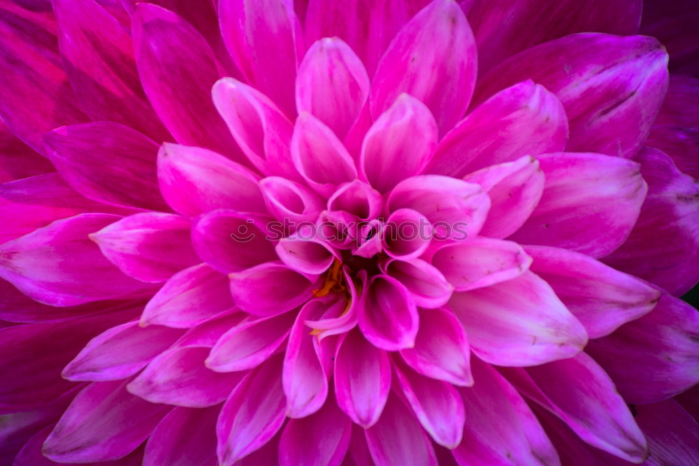 Similar – View into the flower of a purple anemone with purple stamens