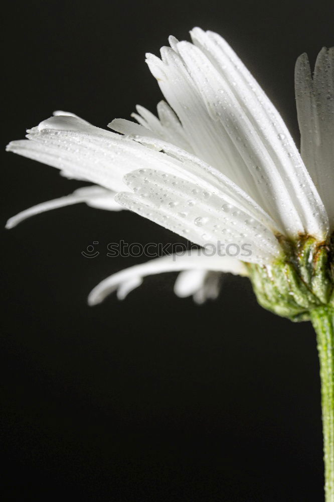 Similar – Image, Stock Photo Flowers 02 Environment