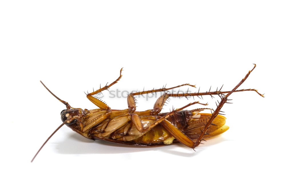 Similar – cockroach