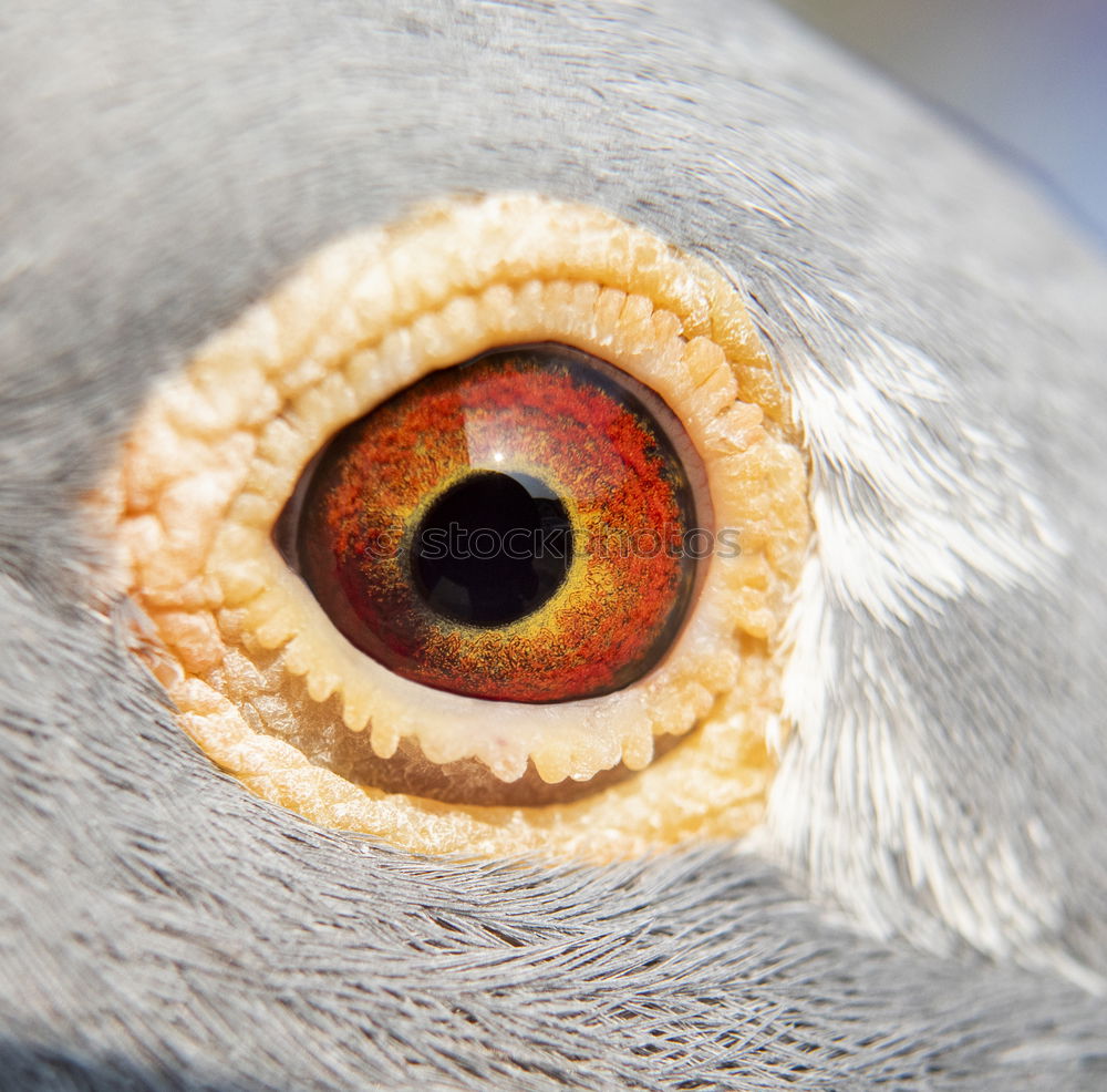 Similar – seagull head Seagull Bird