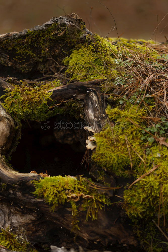 Similar – Image, Stock Photo game of hide-and-seek Rat