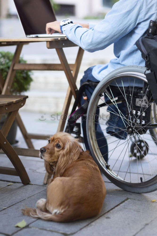 Similar – Image, Stock Photo Man fixing wheelchair on dog