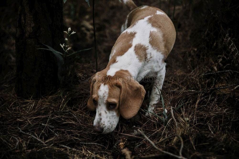 Entsättigter Hund