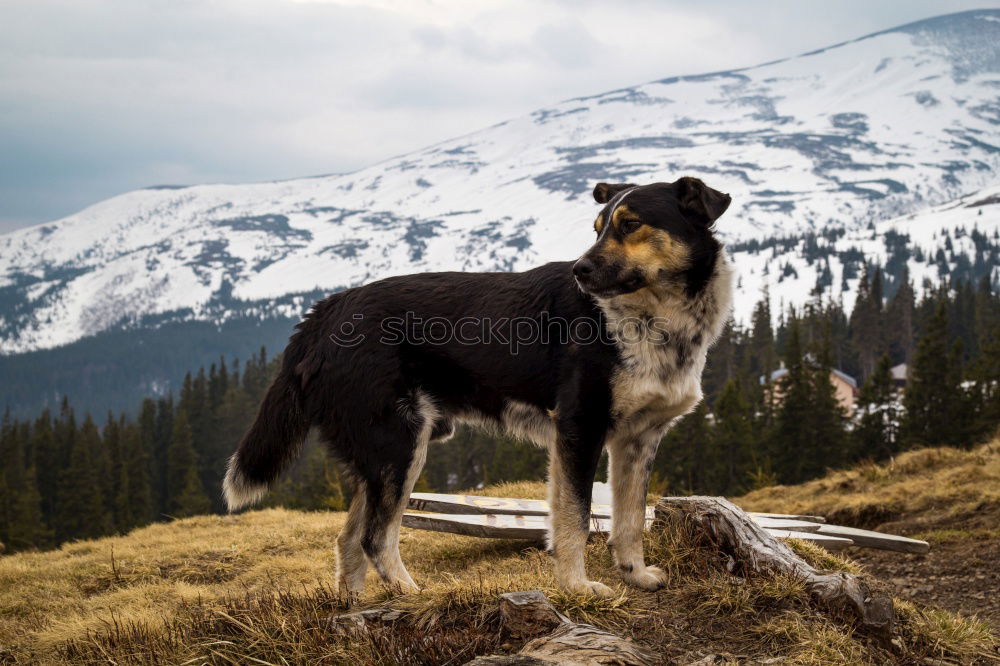 Similar – Image, Stock Photo Mooing cow Mountain Hiking