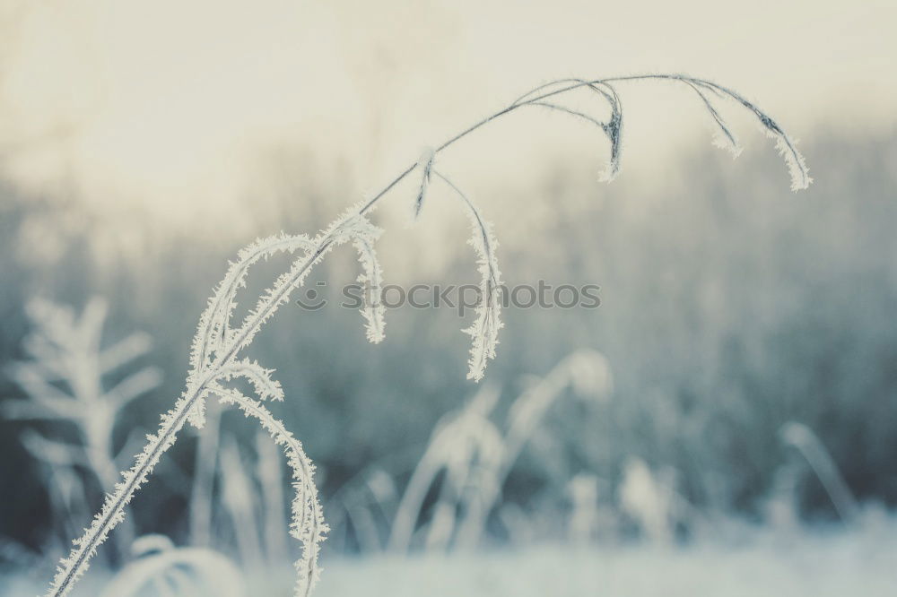 Similar – Image, Stock Photo icily Nature Plant Winter