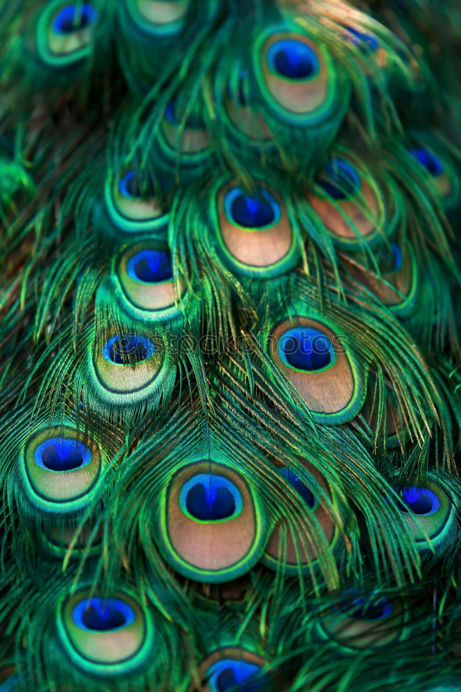 Similar – Image, Stock Photo blaze of colour
