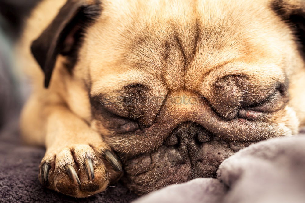 Similar – Image, Stock Photo Boston Terrier Puppy