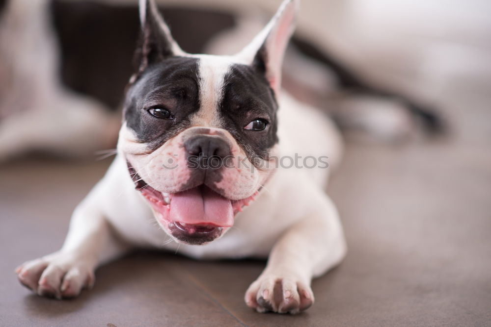 Similar – Image, Stock Photo Boston Terrier Portrait