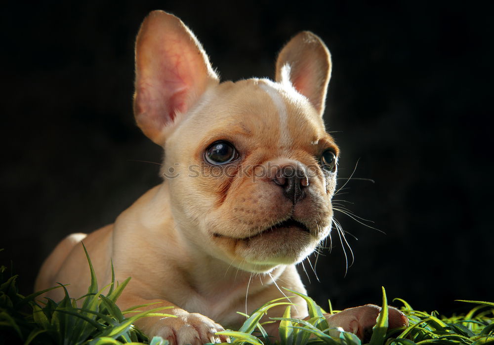 Similar – Image, Stock Photo Boston Terrier Puppy Joy