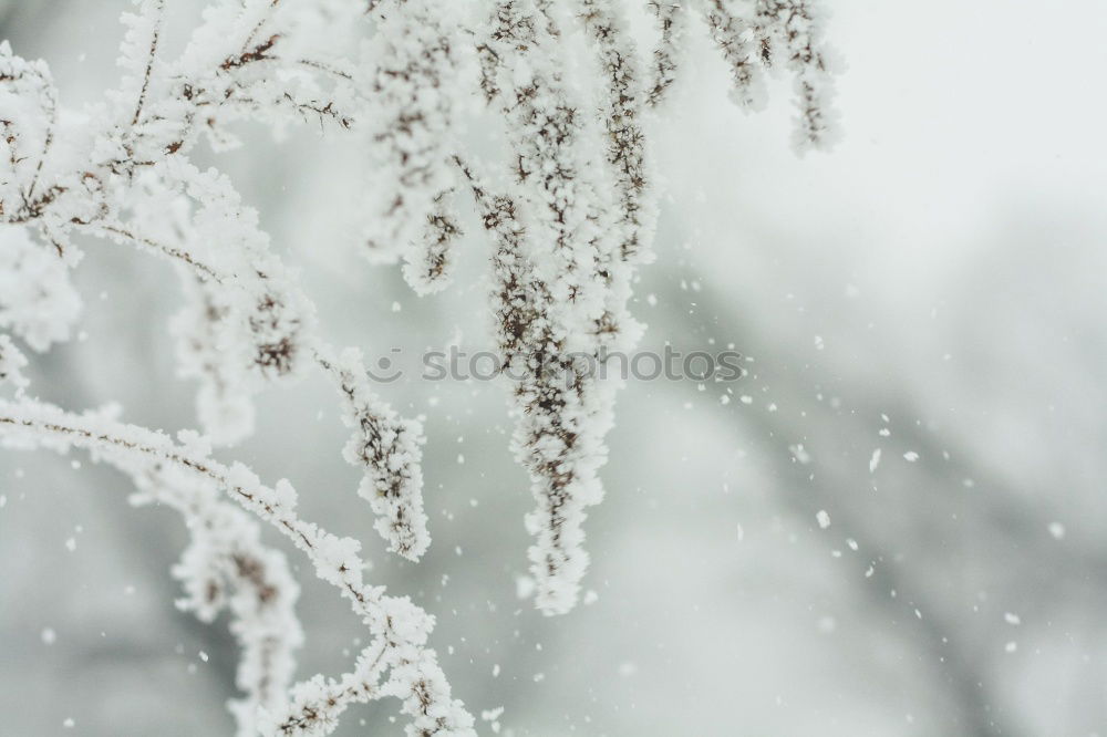 Similar – Image, Stock Photo Frozen Chain Winter Ice