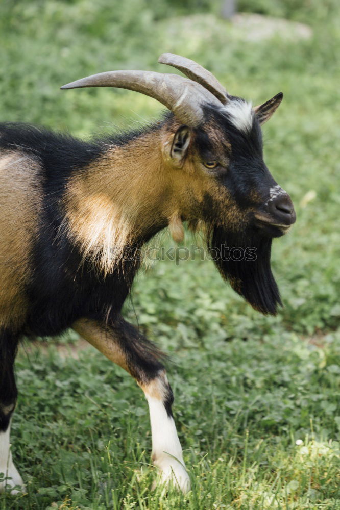 Similar – billy goat with mullet….