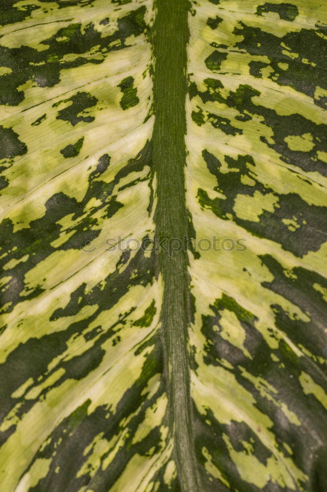 Similar – Foto Bild knackkohl Gemüse Ernährung