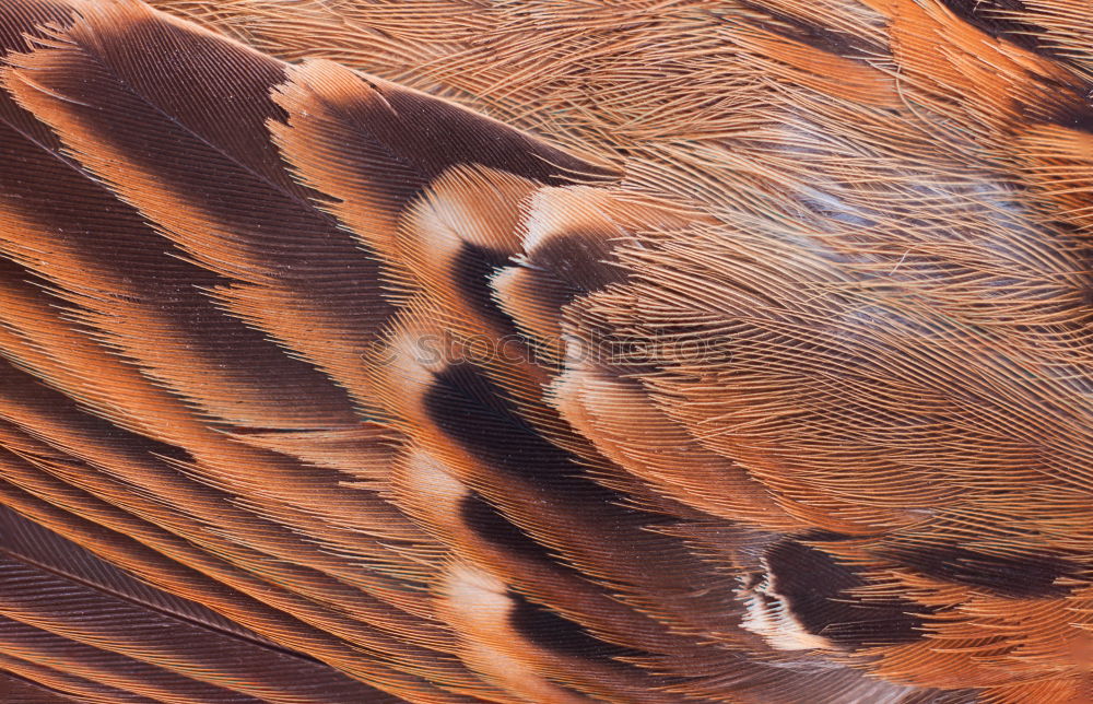 Foto Bild Schiffsplanke Holz