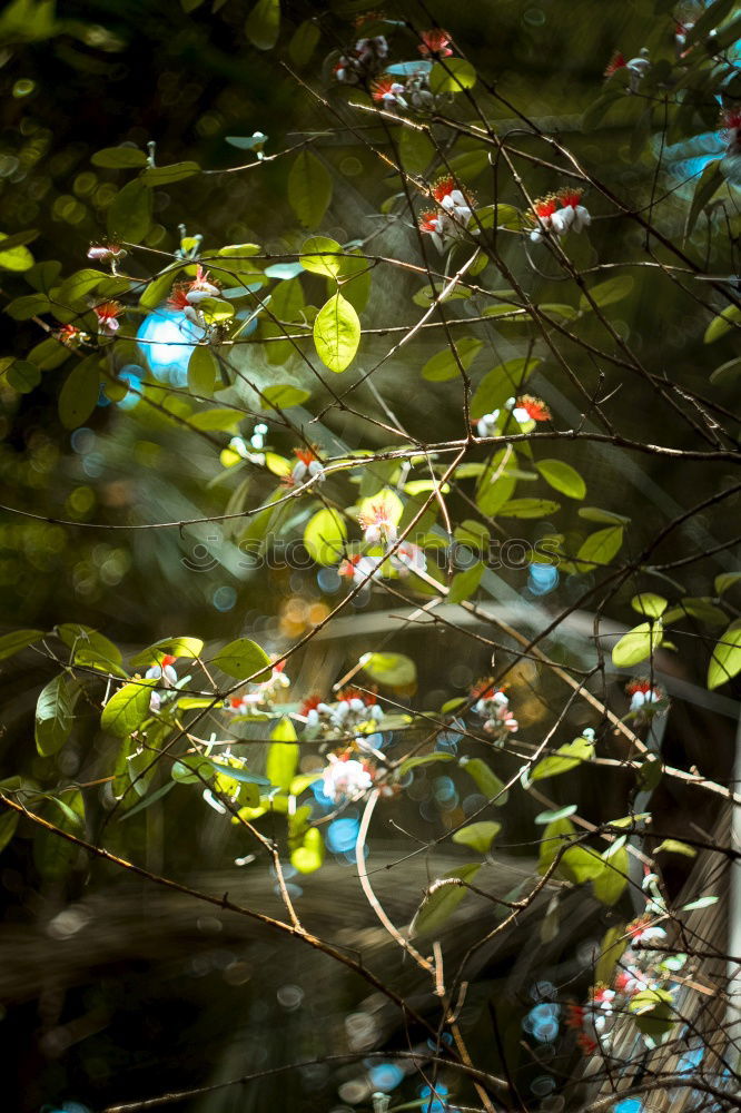 Similar – Backlit leaves Nature