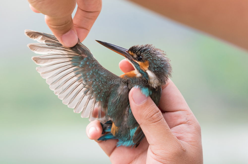 Similar – Little nest whisperer.