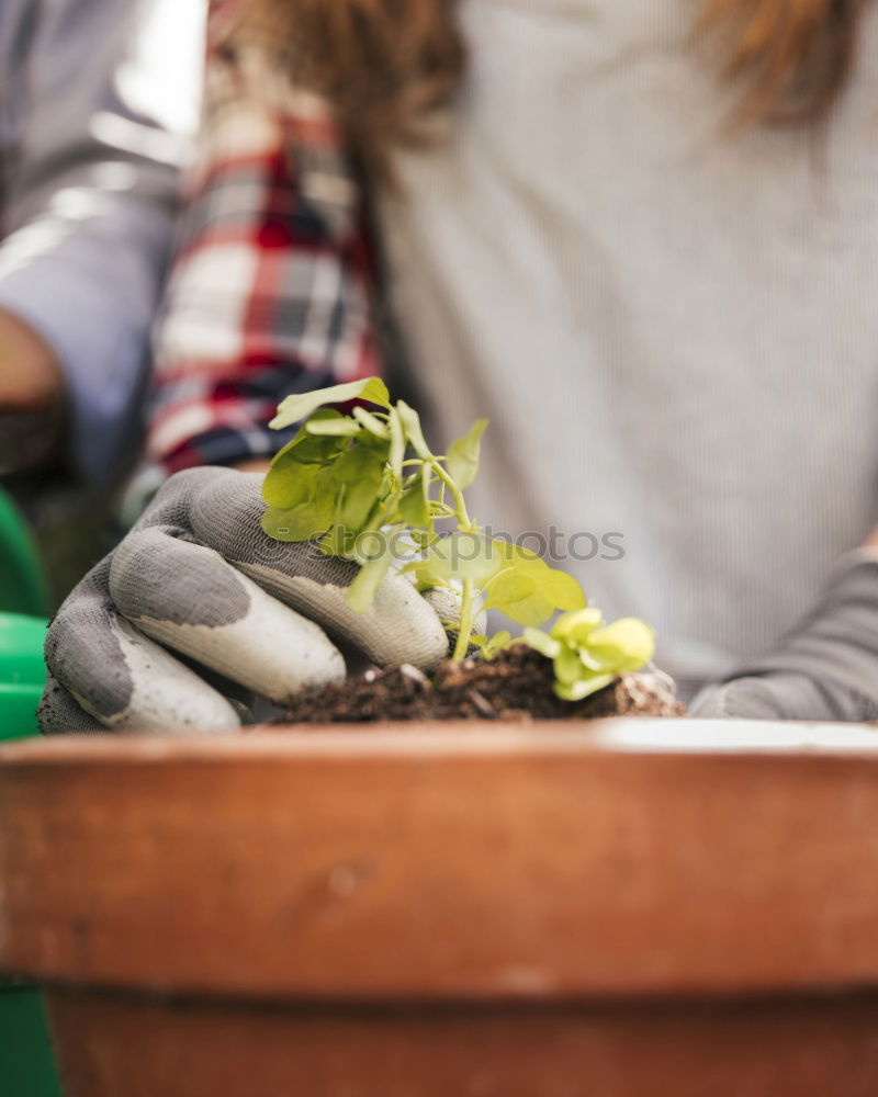 Similar – Foto Bild Hände pflanzen gewöhnliche Hauswurz-Pflanze im Garten Nahaufnahme, Draufsicht