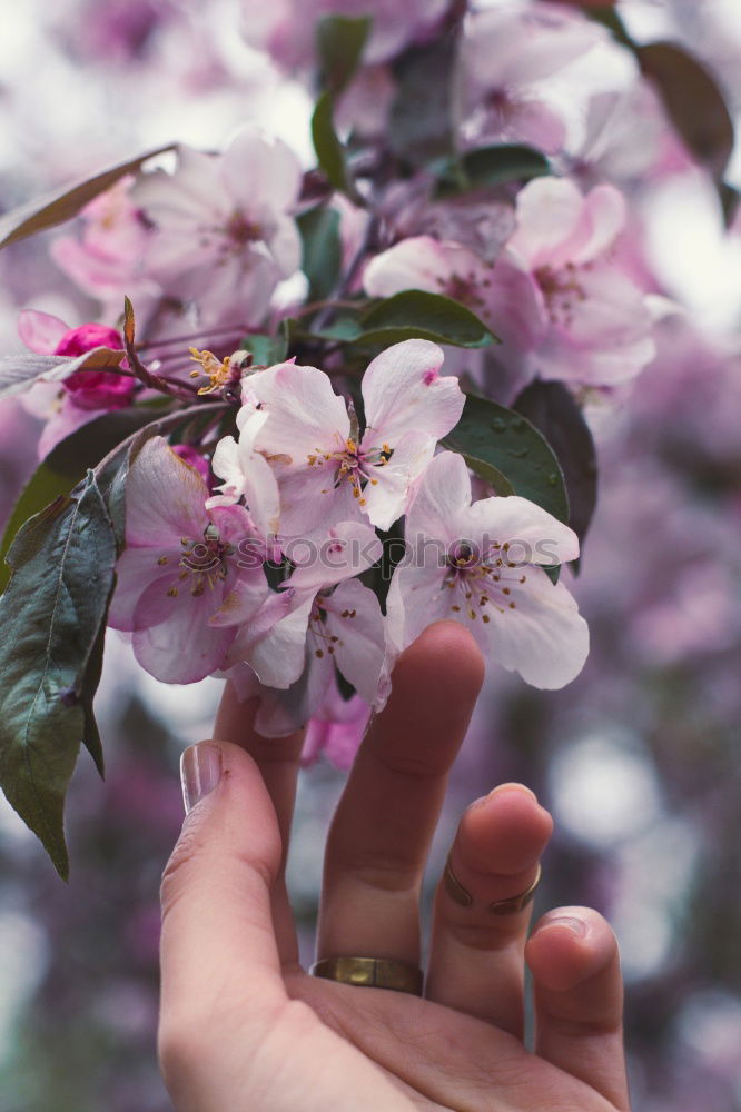 Similar – Image, Stock Photo hands holding plumeria flowers in hands in tropical forest