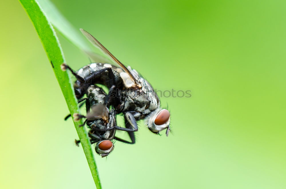 Similar – Image, Stock Photo Fly swatter and gossip