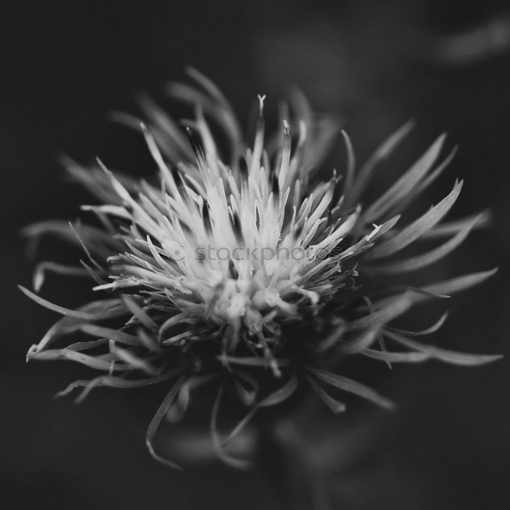 Similar – Image, Stock Photo Withered flower Flower