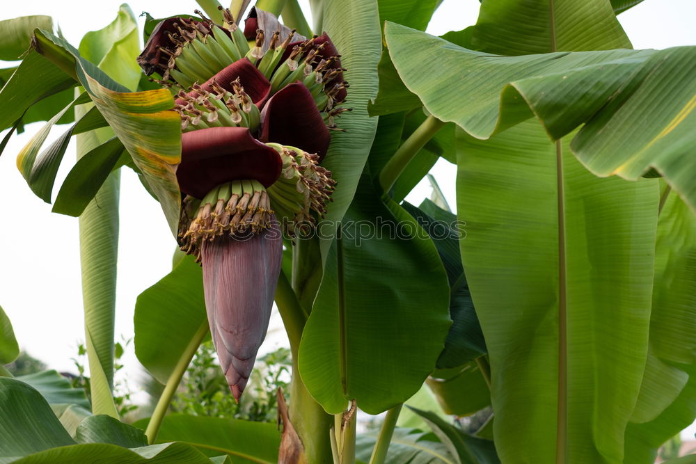 Similar – Image, Stock Photo maize field Food Vegetable