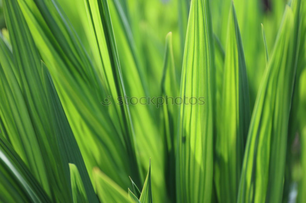 Similar – Image, Stock Photo floodlit … Green