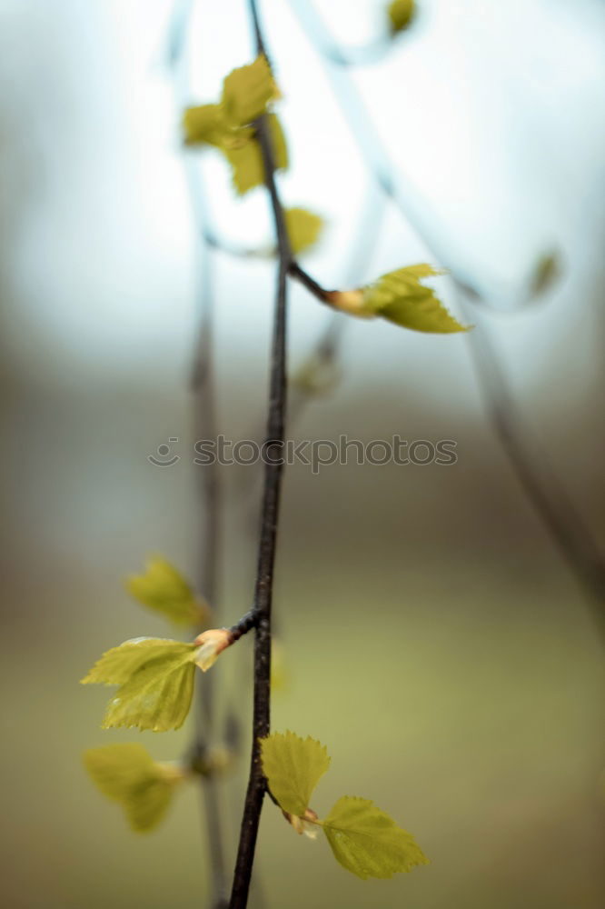 Wachstum Umwelt Natur