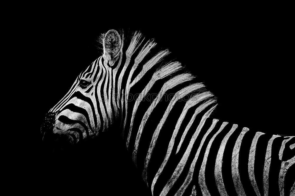 Similar – Foto Bild Zebra I Wildtier